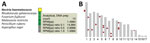 Identification of Fusarium solani in CSF from a patient with fungal meningitis associated with surgical procedures in Matamoros, Mexico, 2023. A) Heat map of 13 mNGS CSF reads from patient P1 showing reads aligning to Nectria hematococca, the anamorph of F. solani. That initial detection triggered a Centers for Disease Control and Prevention notification recommending testing for all patients in the outbreak who might have been exposed (14). B) Mapping of the 18 total Fusarium spp. mNGS reads recovered from patient P1 to the F. solani reference genome (ATCC MYA-4622). Arrows indicate the mapped positions of the 18 reads. CSF, cerebrospinal fluid; mNGS, metagenomic next-generation sequencing; RPM(pp), reads per million (preprocessed).